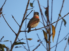 Pachyramphus aglaiae