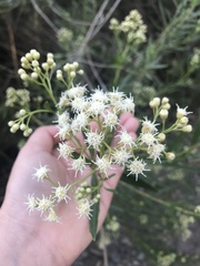 Baccharis salicifolia
