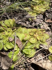 Drosera whittakeri