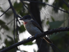 Pachyramphus aglaiae