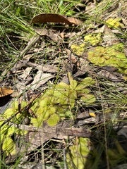 Drosera whittakeri