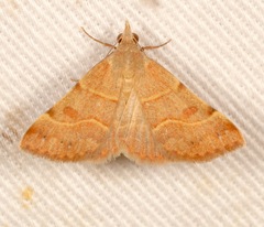Hemeroplanis rectalis