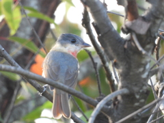 Pachyramphus aglaiae