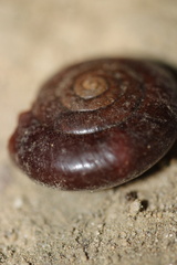 Glyptostoma gabrielense