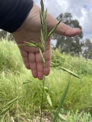 Bromus