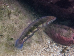 Eupetrichthys angustipes