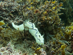 Doriprismatica atromarginata