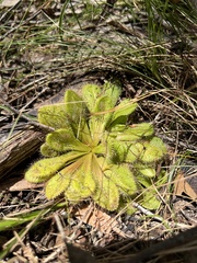 Drosera whittakeri