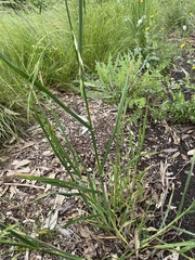 Bromus