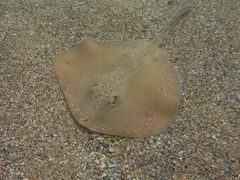 Trygonoptera testacea