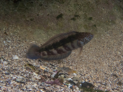 Eupetrichthys angustipes