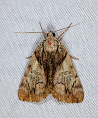 Catocala crataegi