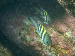 Abudefduf vaigiensis