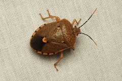 Anaxarchus pardalinus