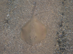 Trygonoptera testacea