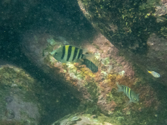 Abudefduf vaigiensis