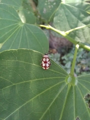 Omophoita magniguttis