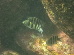 Abudefduf vaigiensis