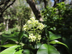 Psychotria carthagenensis