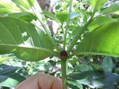 Psychotria carthagenensis