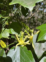Passiflora herbertiana herbertiana