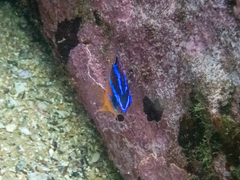 Mecaenichthys immaculatus