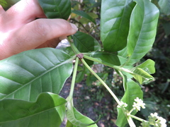 Psychotria carthagenensis