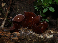 Phaeotremella
