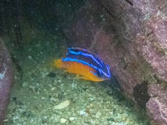 Mecaenichthys immaculatus