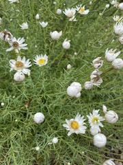 Rhodanthe anthemoides