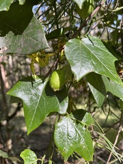 Passiflora herbertiana herbertiana