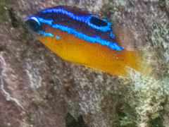 Mecaenichthys immaculatus