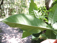 Psychotria carthagenensis