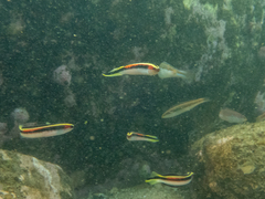 Trachinops taeniatus