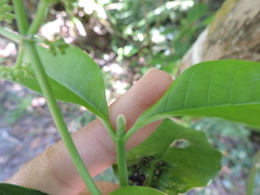 Psychotria carthagenensis