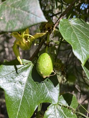 Passiflora herbertiana herbertiana