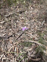 Arthropodium strictum