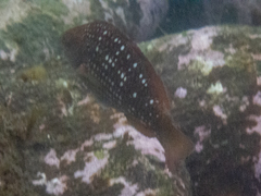 Notolabrus gymnogenis