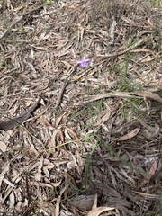 Arthropodium strictum