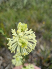 Pimelea octophylla