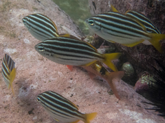 Atypichthys strigatus