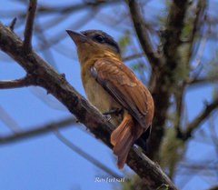 Pachyramphus validus