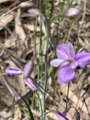 Arthropodium strictum