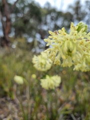 Pimelea octophylla