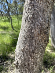 Eucalyptus microcarpa