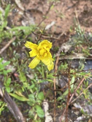 Microseris walteri
