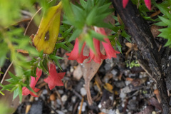 Epacris impressa