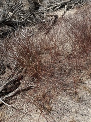 Eriogonum heermannii