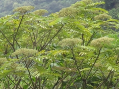 Zanthoxylum ailanthoides