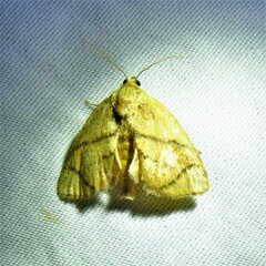 Apoda y-inversa